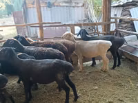 የጎትት አውራ በግ, Sheep — ፎቶ 3