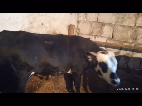 Bull, Cattle — Kazakhstan