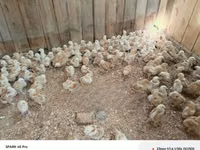 Chickens — foto 8