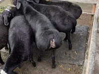 قوچ, Hissar sheep — عکس 2