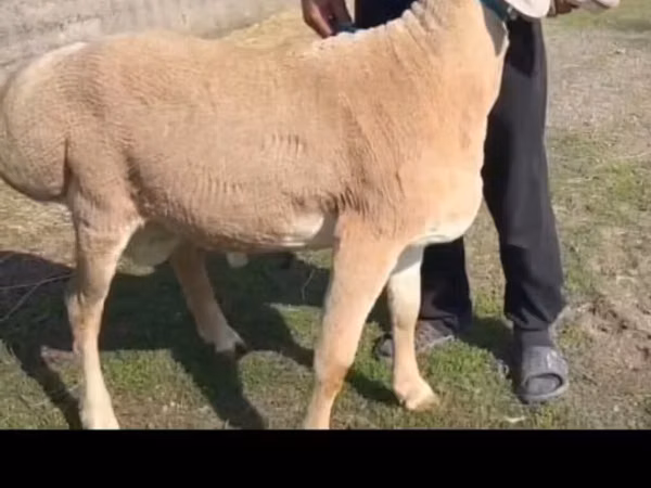 Ram, Sheep — Kyrgyzstan