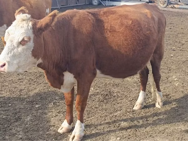 Vaca, Latvian Blue cattle