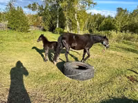 مادیان, Horse breed — عکس 4