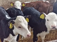 Cattle (batch, sex not specified), Hereford — photo 2