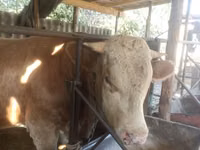 公牛, Simmental cattle — 照片 5