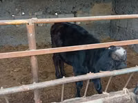 Bull, Swiss cattle — photo 3
