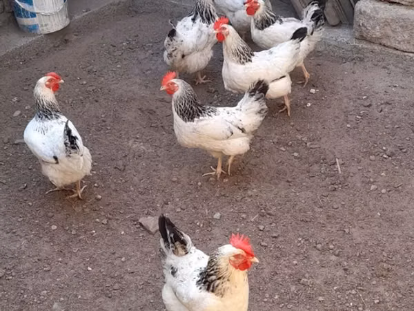 لاکنفلدر