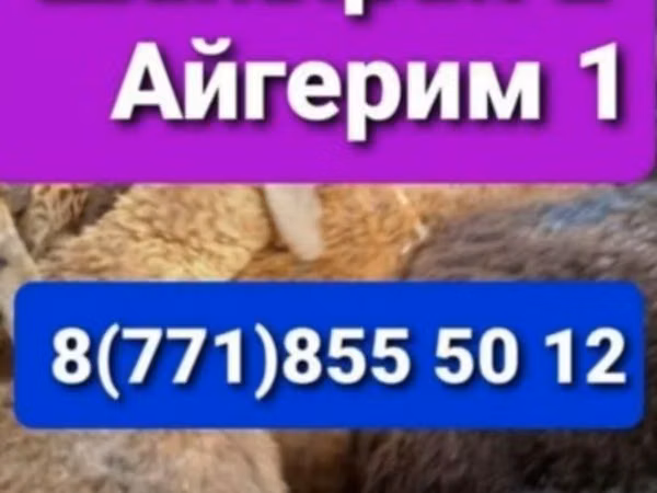 Ram, Sheep — Kazakhstan