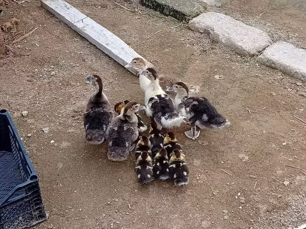 Ducks