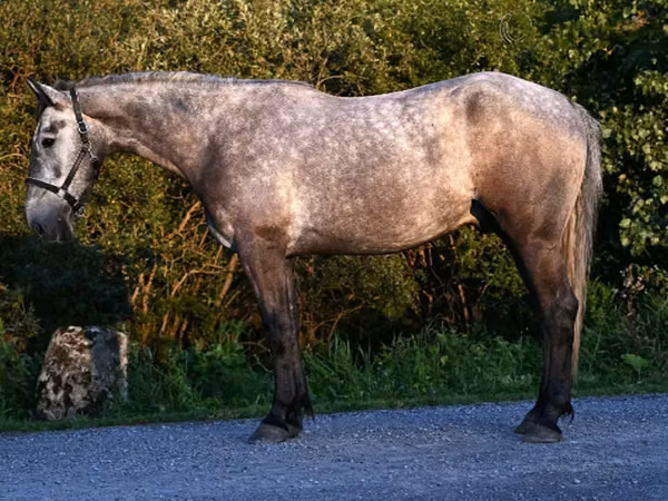 Horse (M), Horses