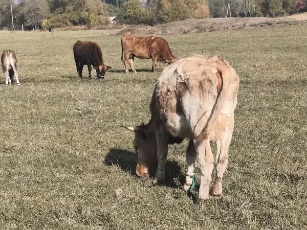 Бух, Үхэр мал