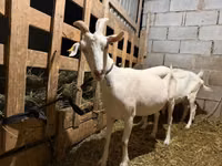 Буз, Saanen goat — акс 5