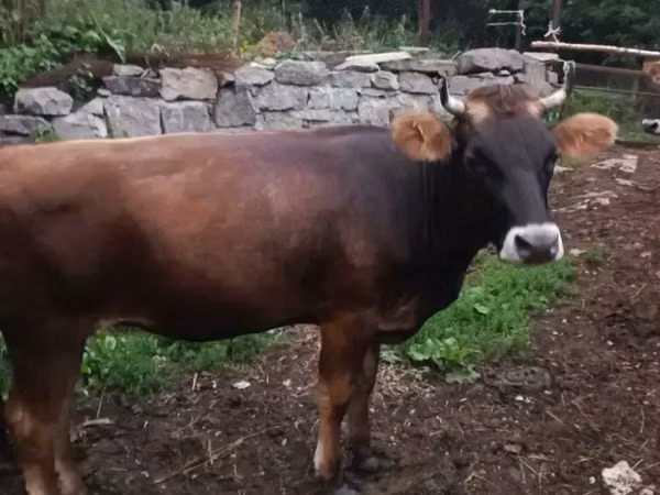 Vache, Bovins — Arménie