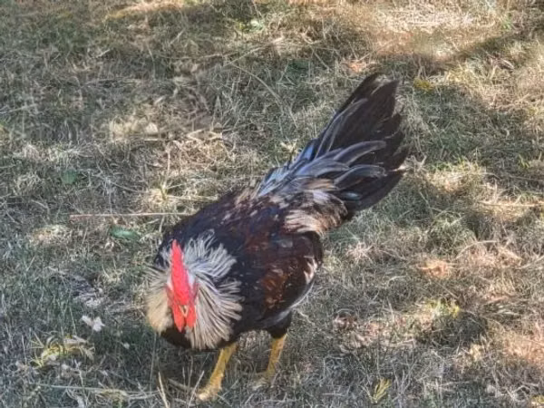 Chickens — হাঙ্গেরি