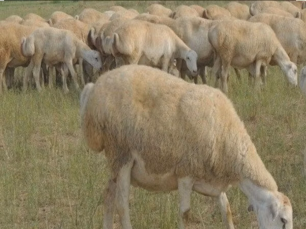 Pecora, Pecore — Azerbaigian