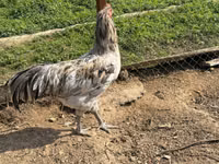 Chickens — foto 8