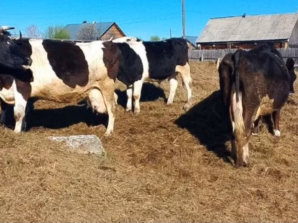 Гов, Russian Black pied cattle