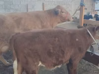Cow, Cattle — photo 3