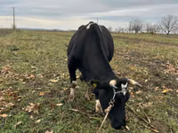 Krowa, Russian Black pied cattle — zdjęcie 3