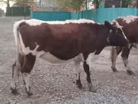 Гов, Simmental cattle — акс 3