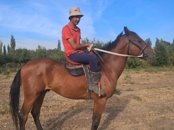 Horse (M), Horses — Kyrgyzstan