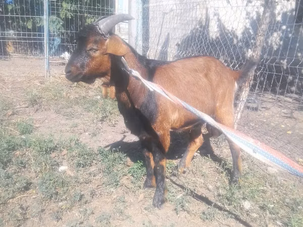 Billy Goat, Goats — Moldova