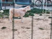 Cabro, Cabras — foto 3