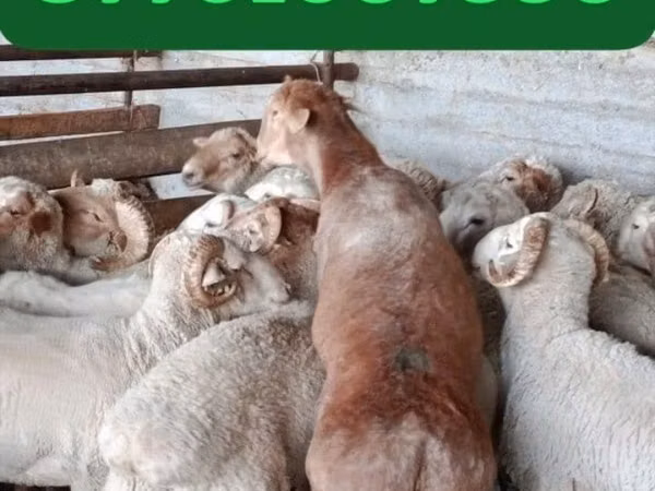 Kambing jantan, Sheep — Kazakhstan