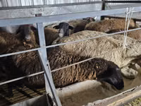 Ram, Sheep — photo 4