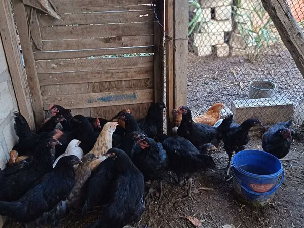 Chickens — جمهوری آذربایجان