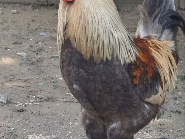 Chickens — ازبکستان