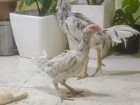 Chickens — photo 2