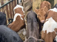 소(암수 미지정, 묶음), Simmental cattle — 사진 1