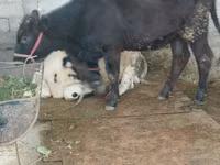 गाय, मवेशी — फ़ोटो 3