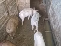 नर सूअर, सूअर — फ़ोटो 7