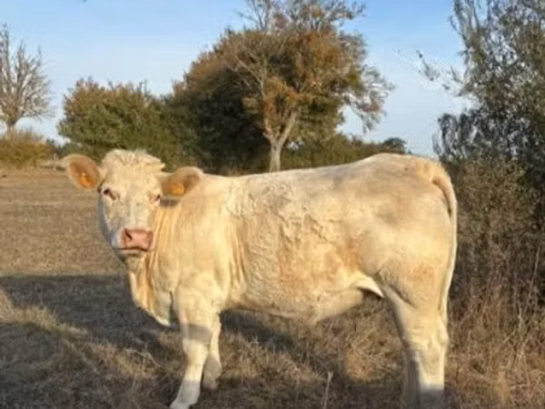 Vacă, Charolais cattle