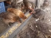 Chickens — عکس 3