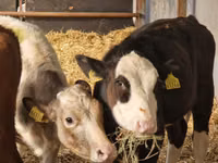 Cattle (batch, sex not specified), Simmental cattle — photo 3