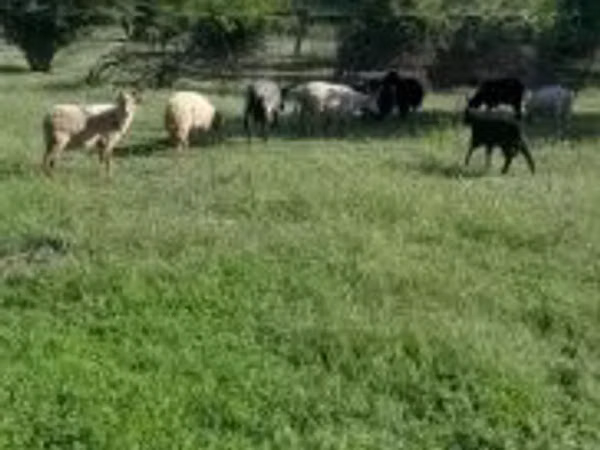 Sheep, Racka sheep