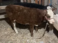 Bull, Russian Black pied cattle — photo 3