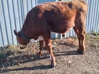ወንድ በሬ, Russian Black pied cattle — ፎቶ 4