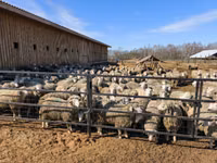 Juh, Kuibyshev sheep — 7. fotó