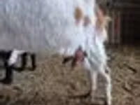 Kozel, Nubian Goat — foto 7