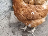 Brahma — foto 1
