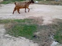 Billy Goat, Goats — photo 1