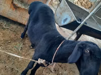 የጎትት አውራ በግ, Sheep — ፎቶ 2