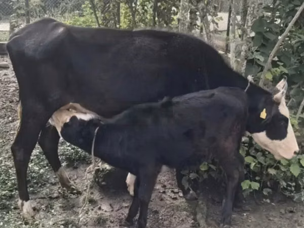 Cow, Cattle — Georgia