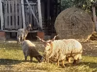 Sheep, Racka sheep — photo 1