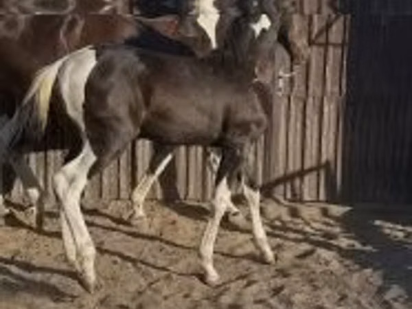Hing, Dutch warmblood horse
