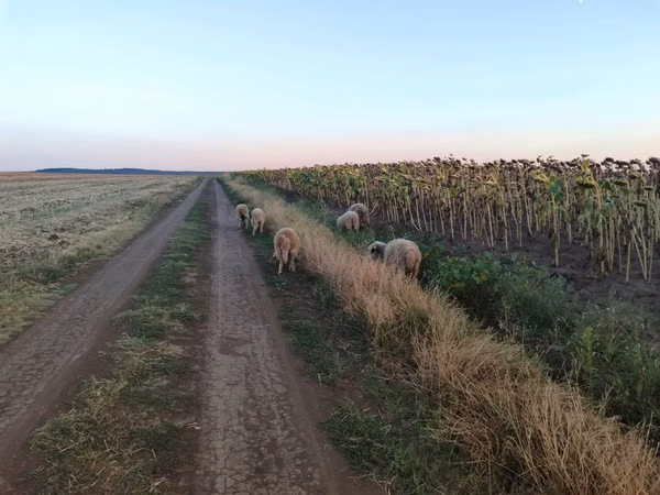 Sheep, Sheep — Moldova